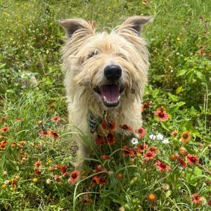 Scrappy, Senior Male Cairn Terrier