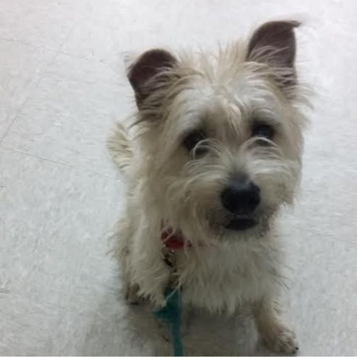Scrappy 2