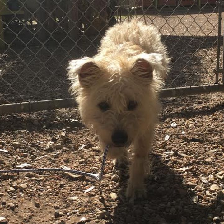Scrappy 4