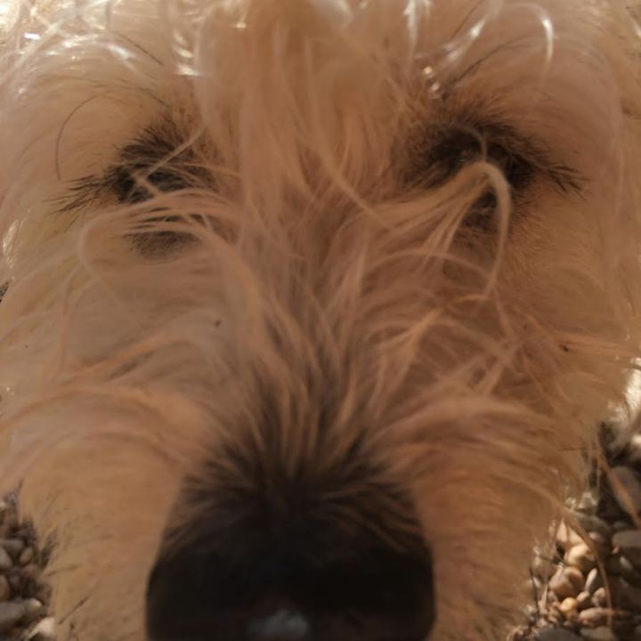 Scrappy 6