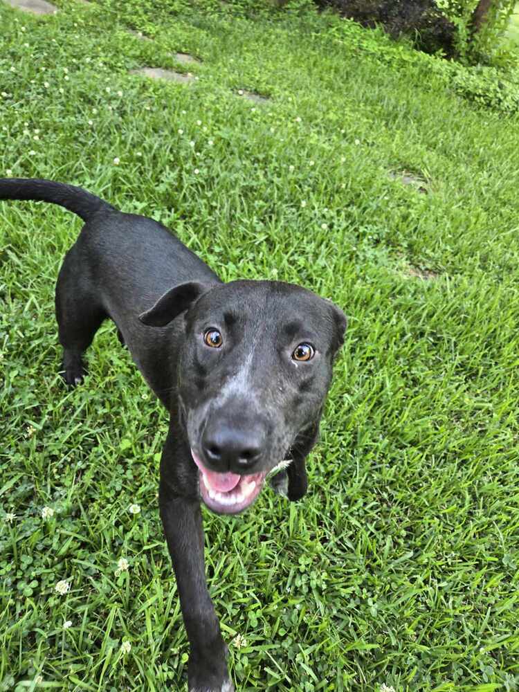 Tigger, an adoptable Labrador Retriever in Halifax, NS, B3J 3A5 | Photo Image 1