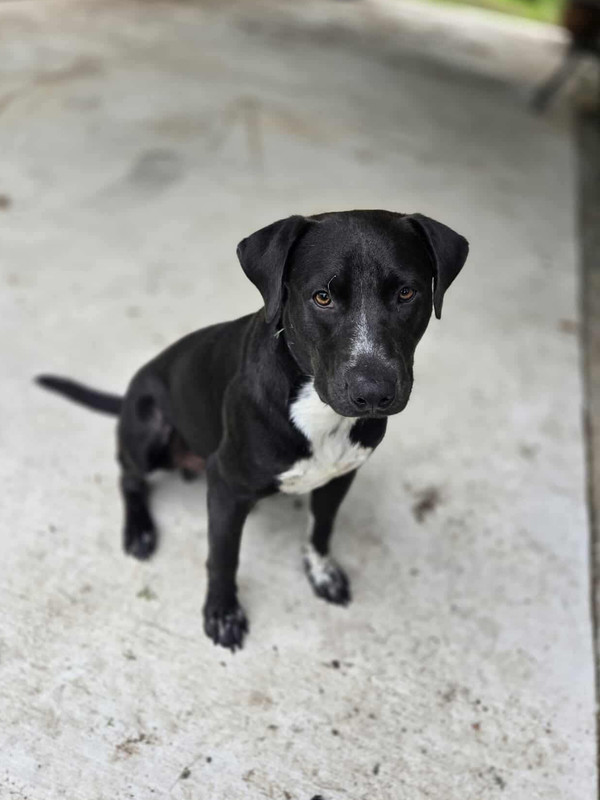 Tigger, an adoptable Labrador Retriever in Halifax, NS, B3J 3A5 | Photo Image 1