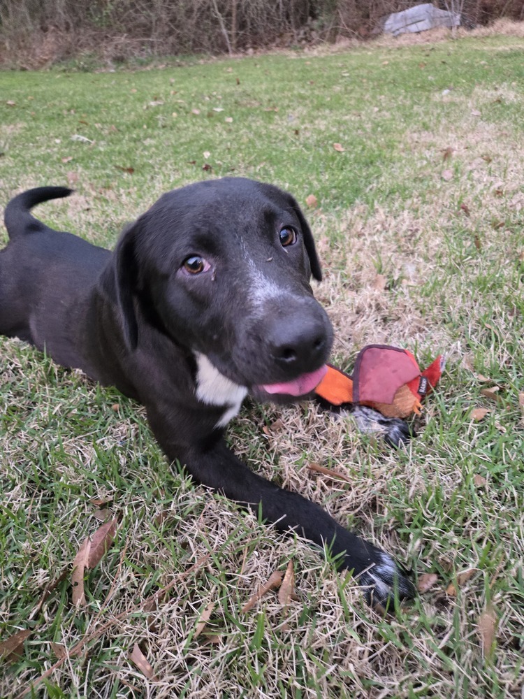 Tigger, an adoptable Labrador Retriever in Halifax, NS, B3J 3A5 | Photo Image 2