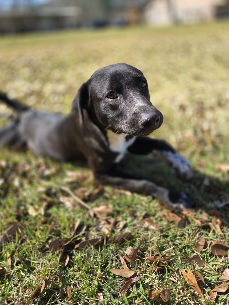 Tigger, an adoptable Labrador Retriever in Halifax, NS, B3J 3A5 | Photo Image 3