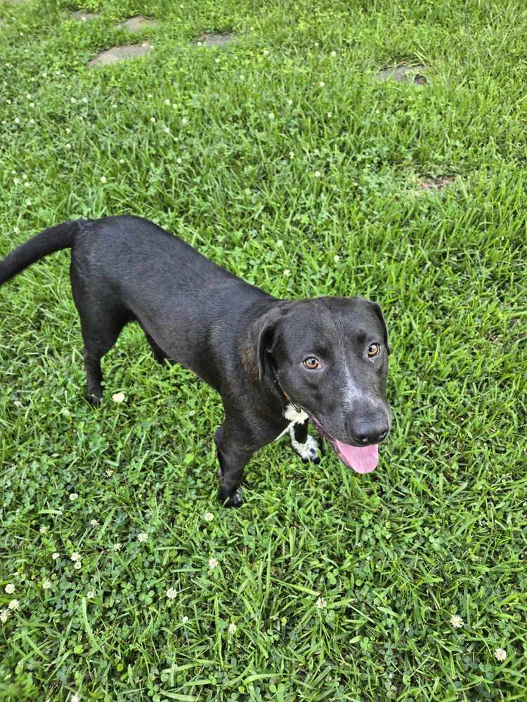 Tigger, an adoptable Labrador Retriever in Halifax, NS, B3J 3A5 | Photo Image 5