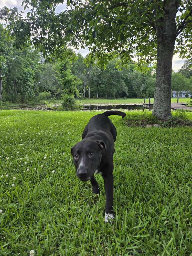 Tigger, an adoptable Labrador Retriever in Halifax, NS, B3J 3A5 | Photo Image 6