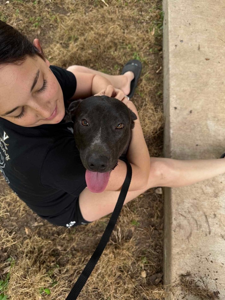 Tigger, an adoptable Labrador Retriever in Halifax, NS, B3J 3A5 | Photo Image 6