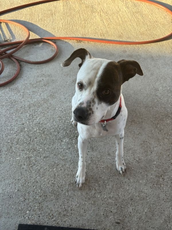 Pet Image