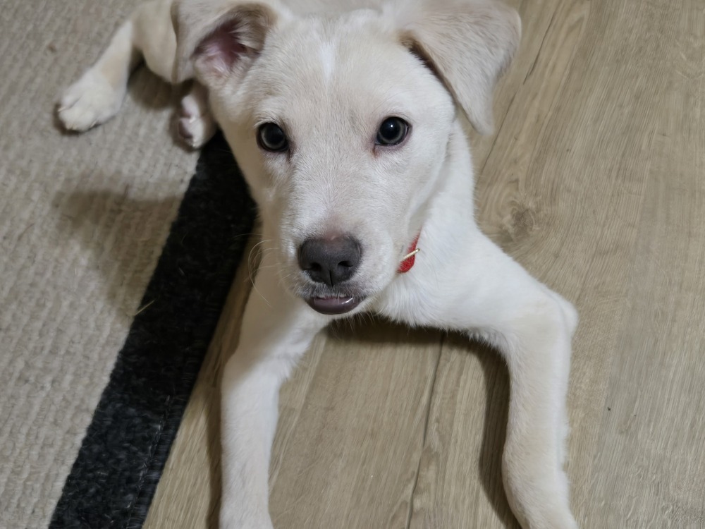 Roscoe
