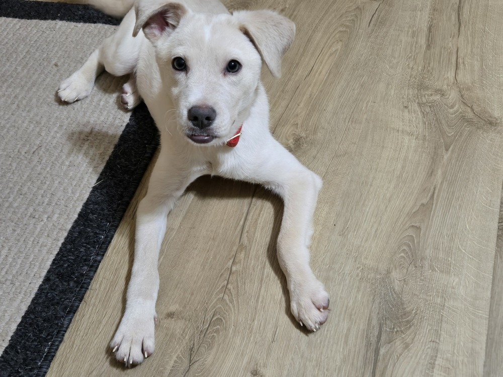 Roscoe
