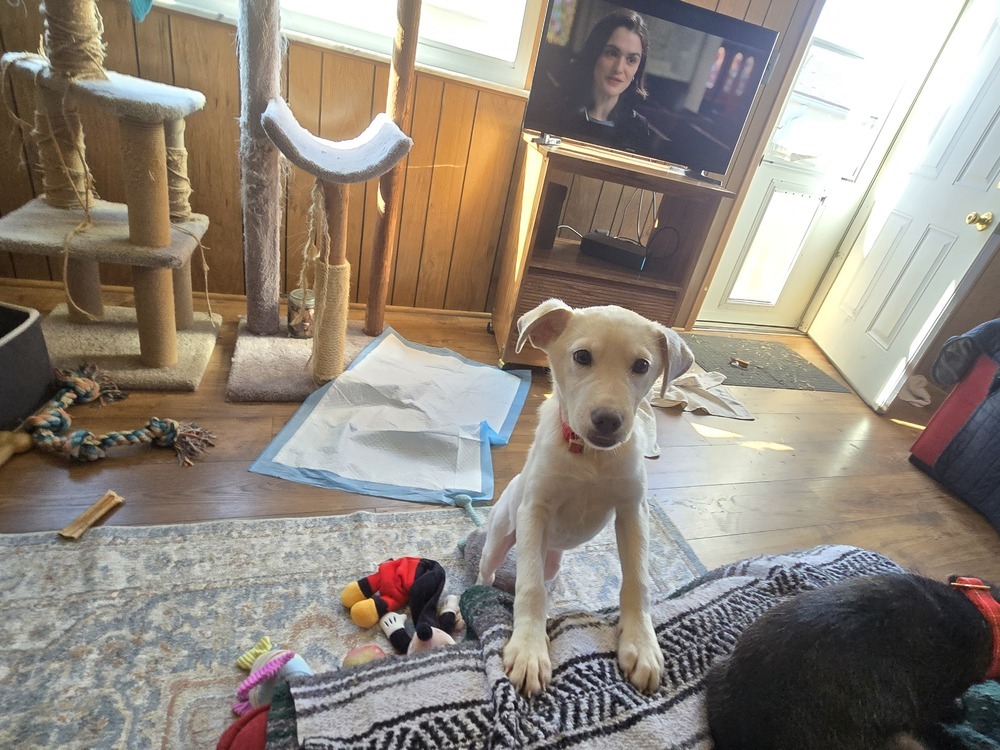 Roscoe