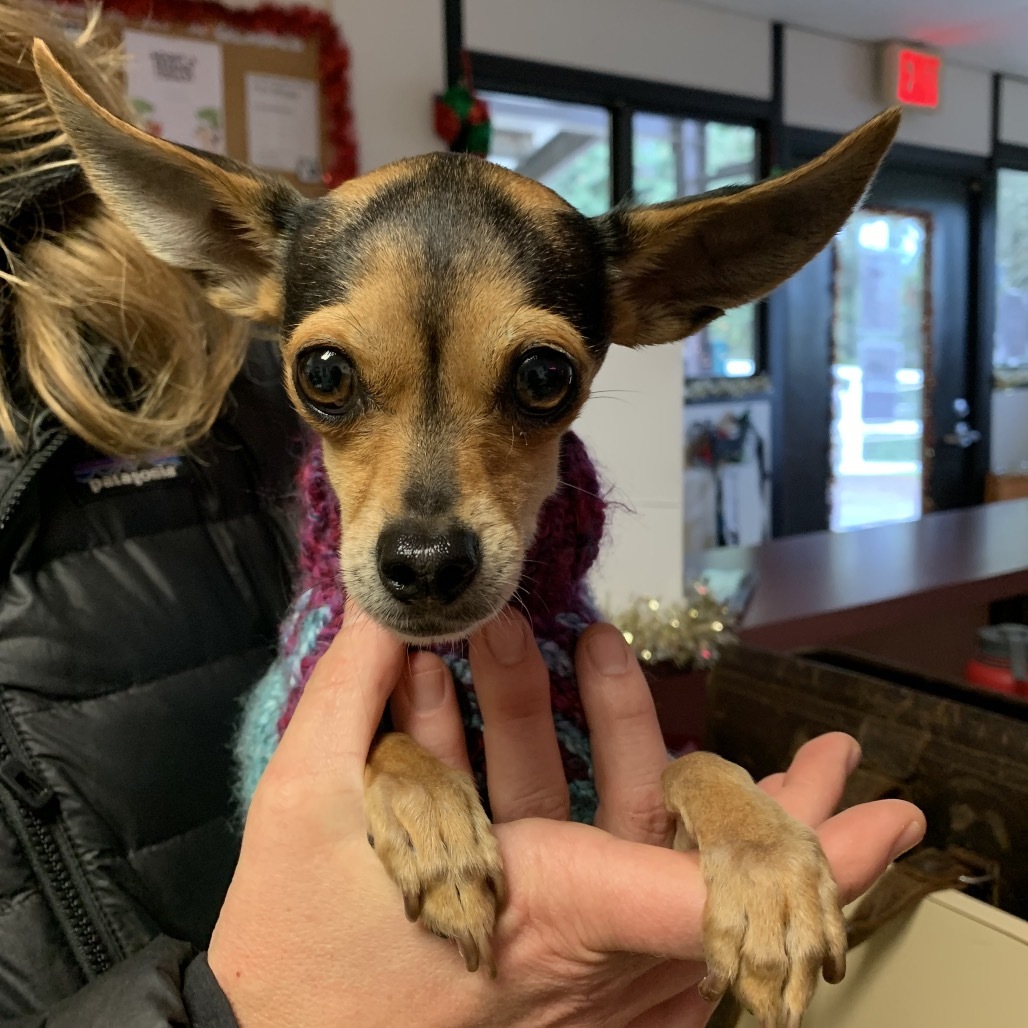 Remi Martin, an adoptable Chihuahua in Fort Bragg, CA, 95437 | Photo Image 1