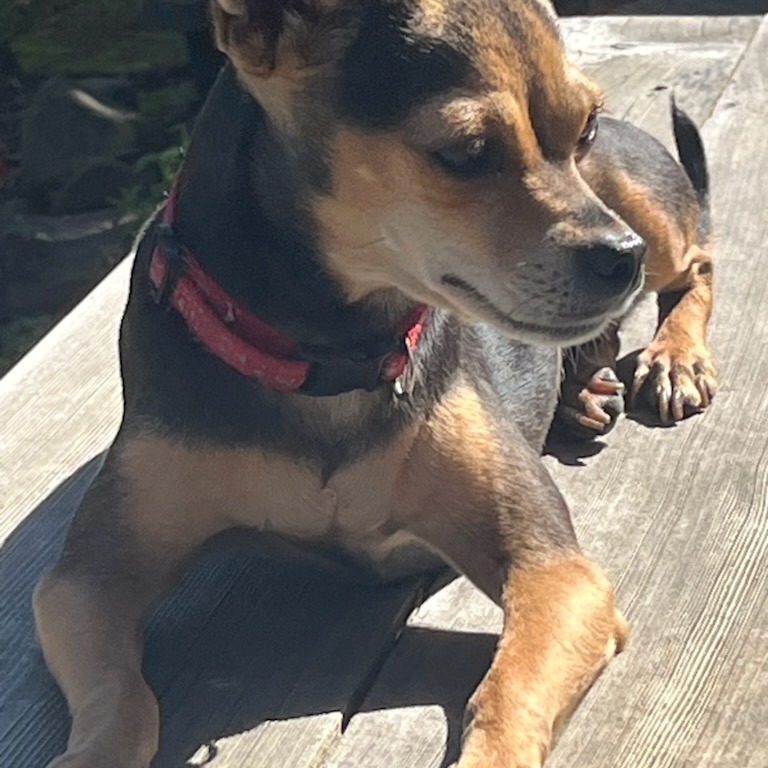 Remi Martin, an adoptable Chihuahua in Fort Bragg, CA, 95437 | Photo Image 2