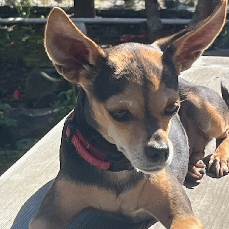 Remi Martin, an adoptable Chihuahua in Fort Bragg, CA, 95437 | Photo Image 3