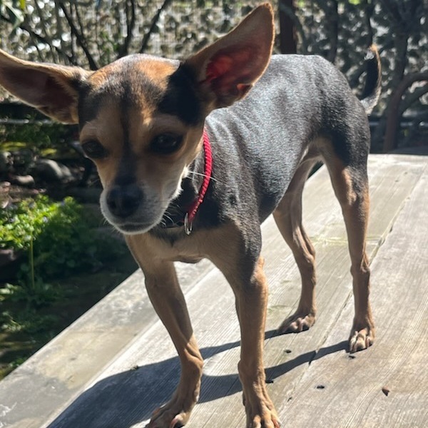 Remi Martin, an adoptable Chihuahua in Fort Bragg, CA, 95437 | Photo Image 4