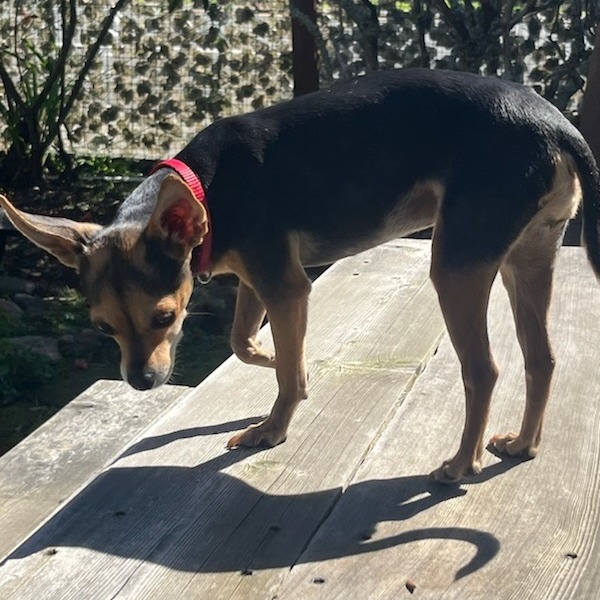 Remi Martin, an adoptable Chihuahua in Fort Bragg, CA, 95437 | Photo Image 5