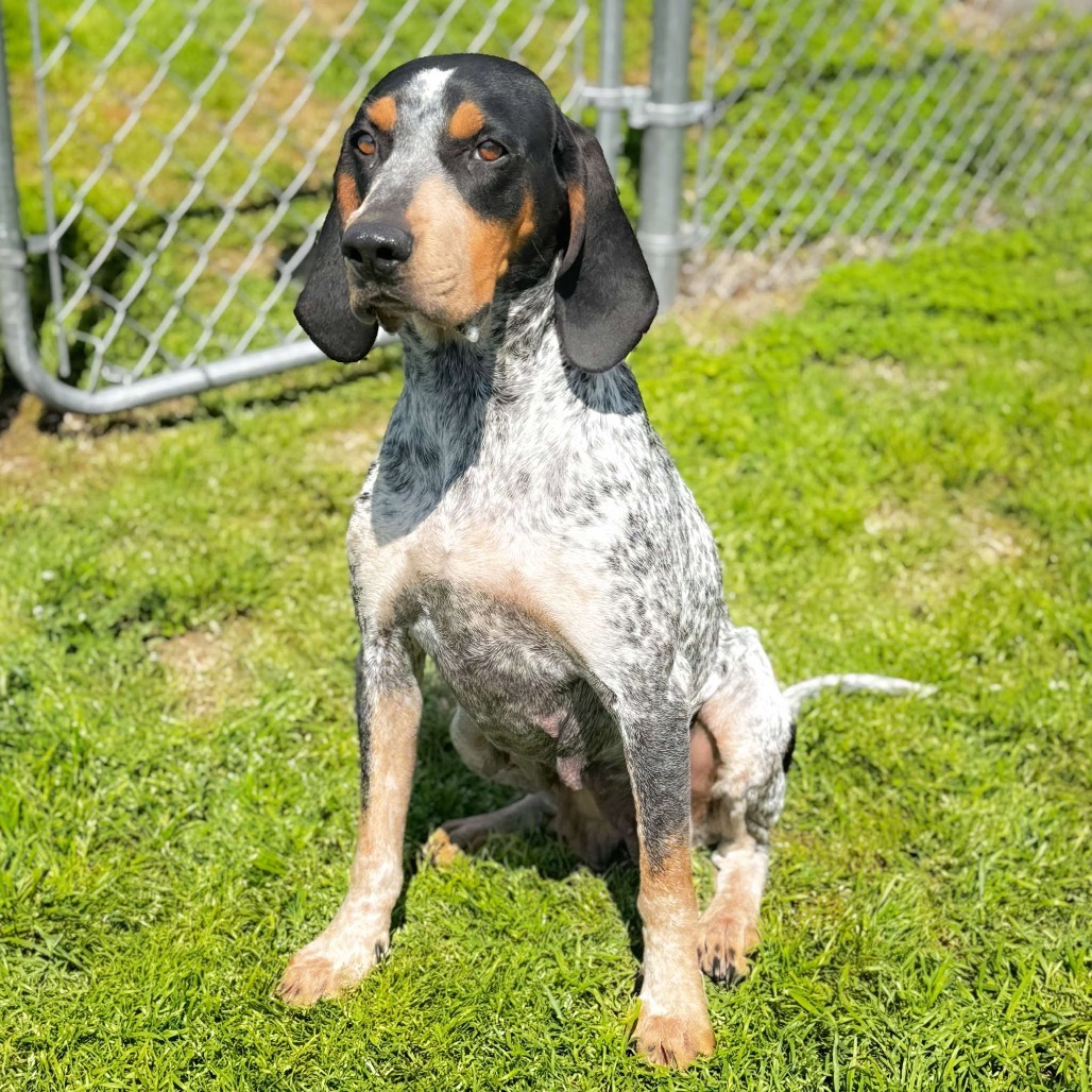 Dixie 25-03-044