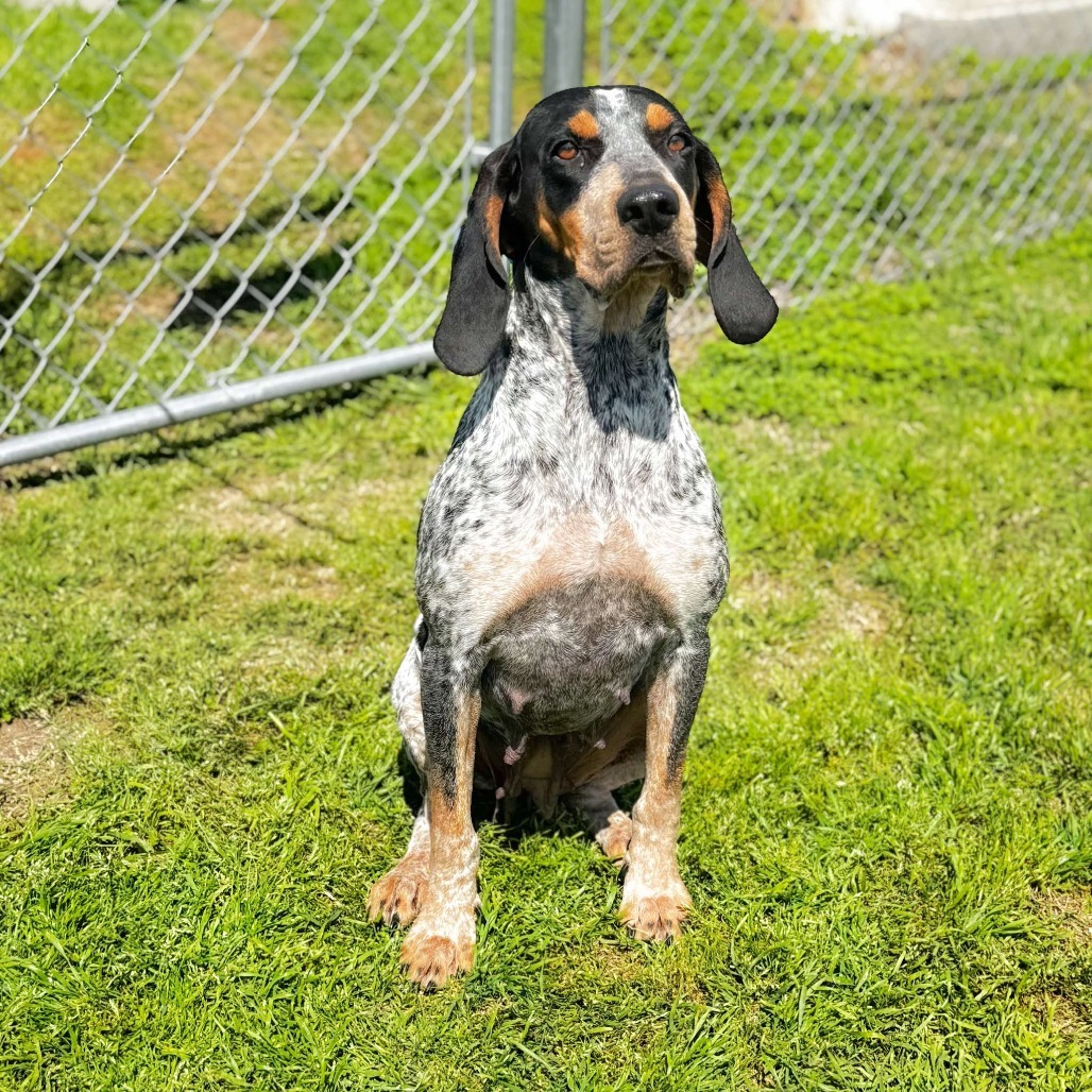 Dixie 25-03-044