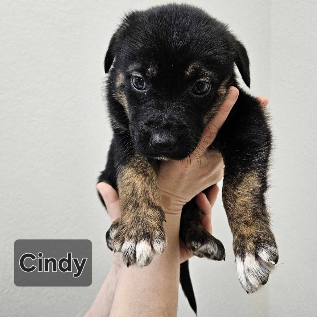 Cyndi
