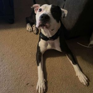 Doja