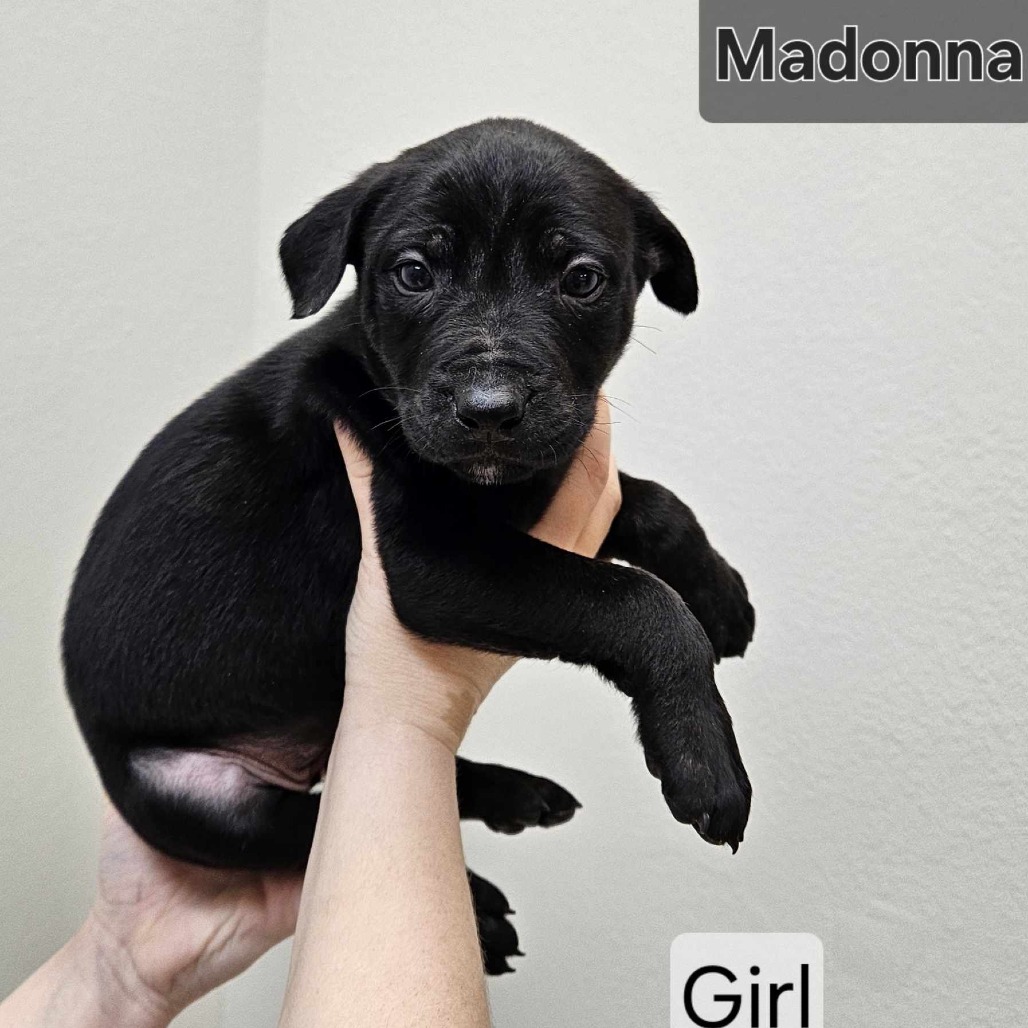 Madonna