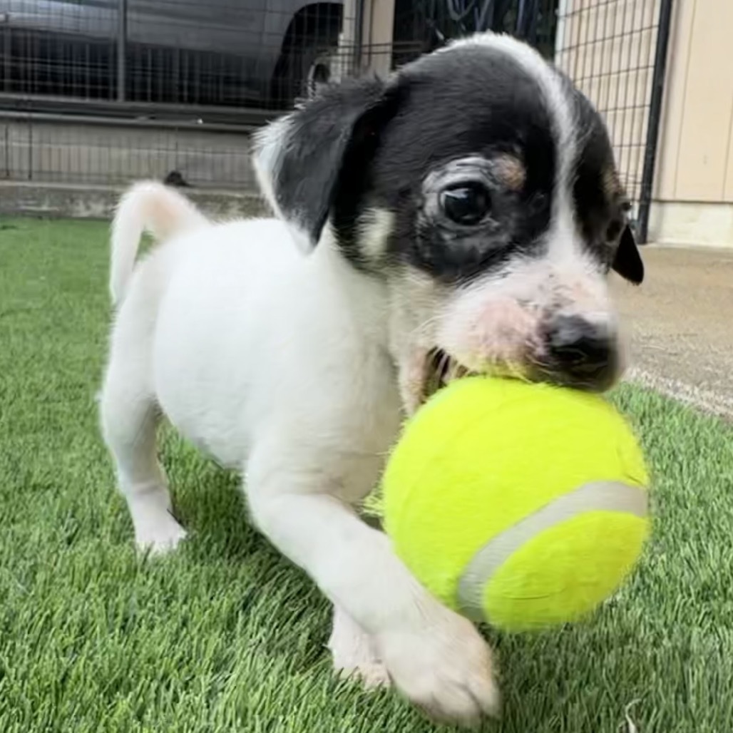 Moe, an adoptable Jack Russell Terrier in Keaau, HI, 96749 | Photo Image 1