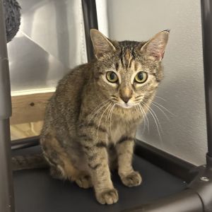 Willow, Adult Female Domestic Short Hair