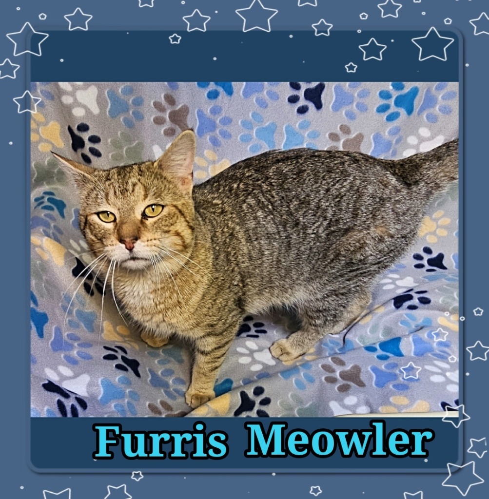 Furris Meowler