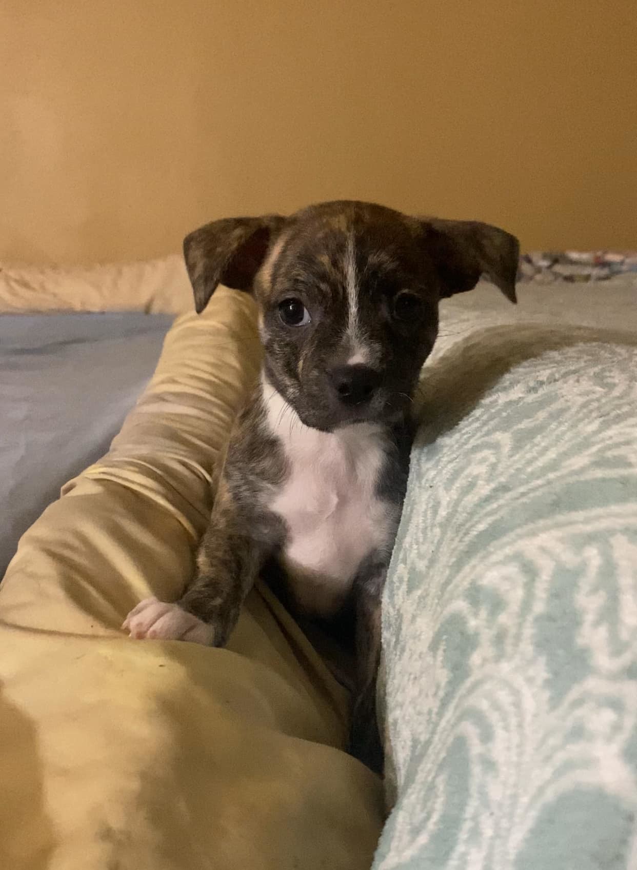 Darcy