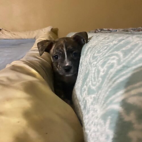 Darcy