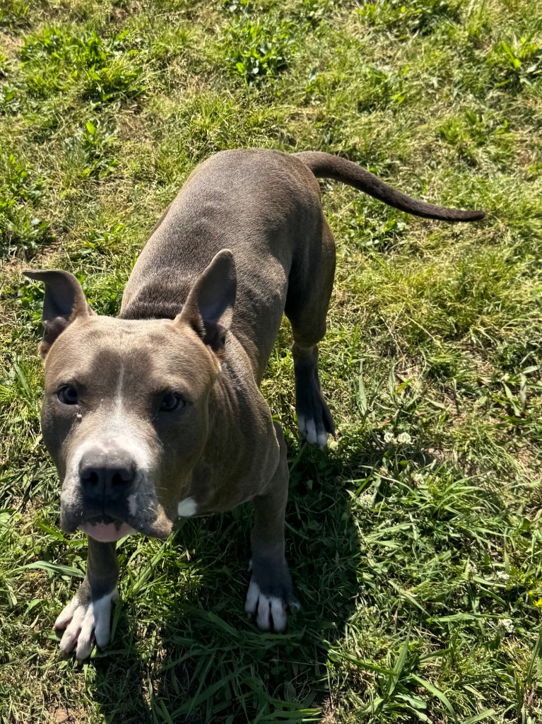 Willis