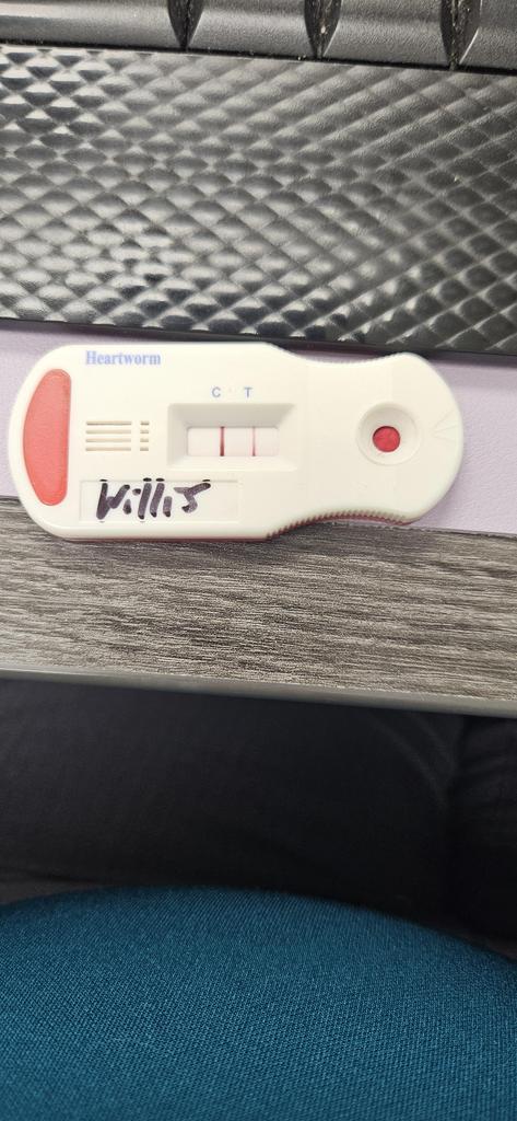 Willis