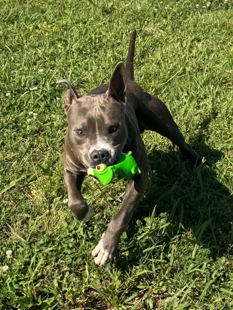 Willis