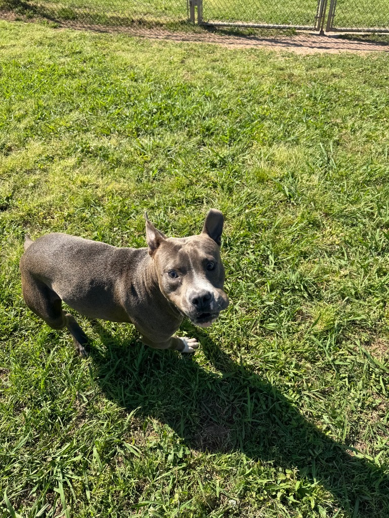 Willis