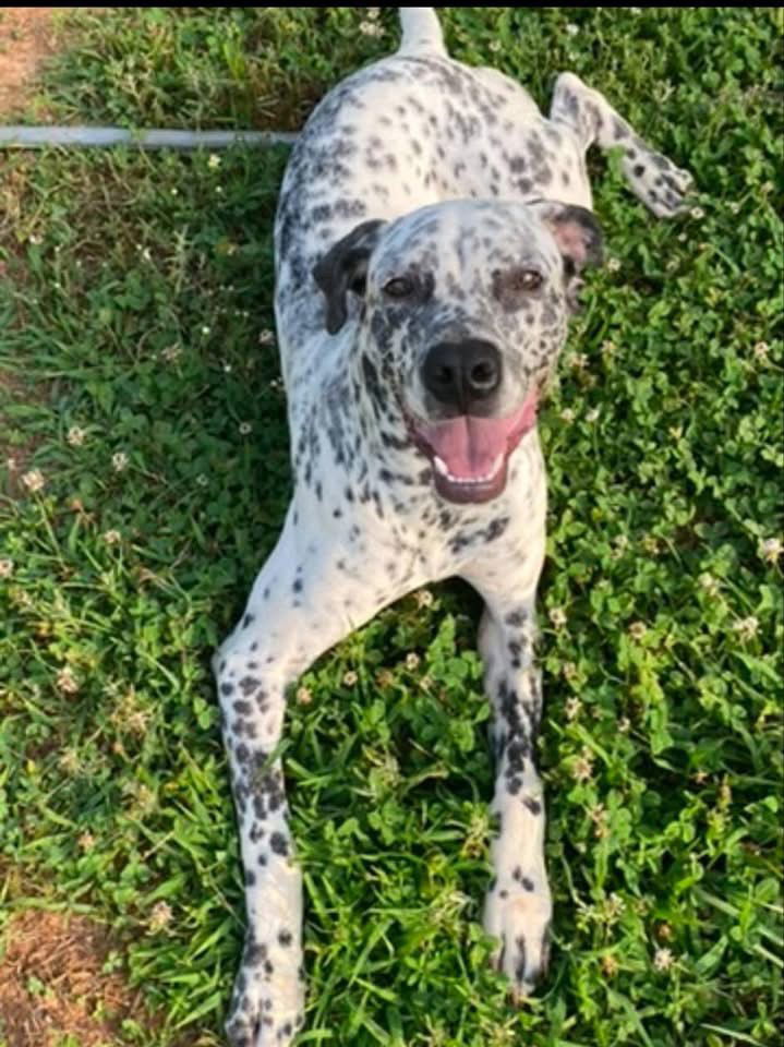 Dollie: "My home to yours" Not at shelter