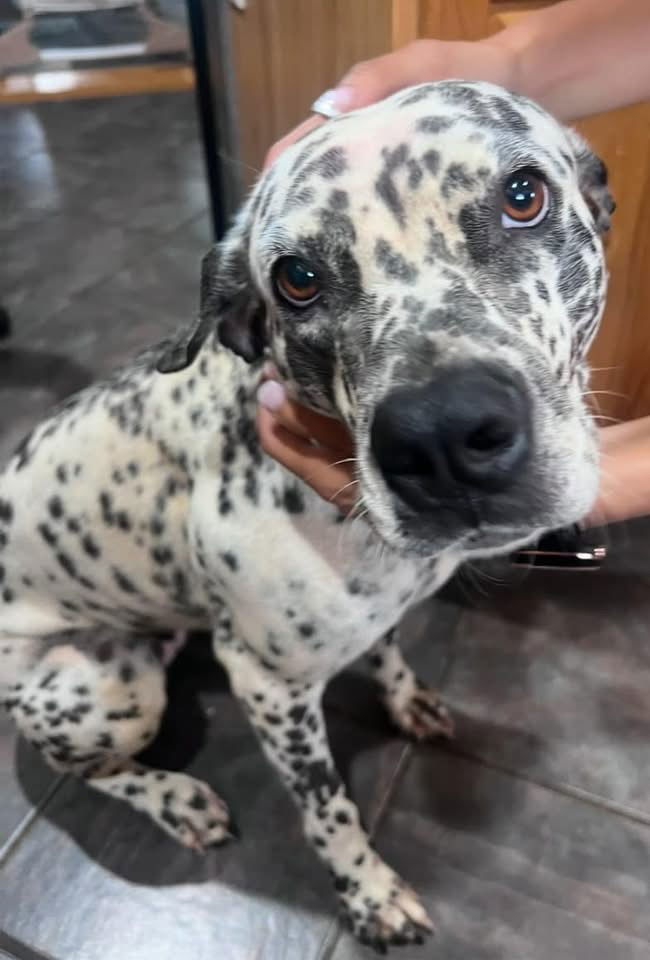 Dollie: "My home to yours" Not at shelter