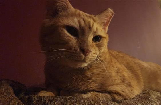 Brody (Foster Cat)