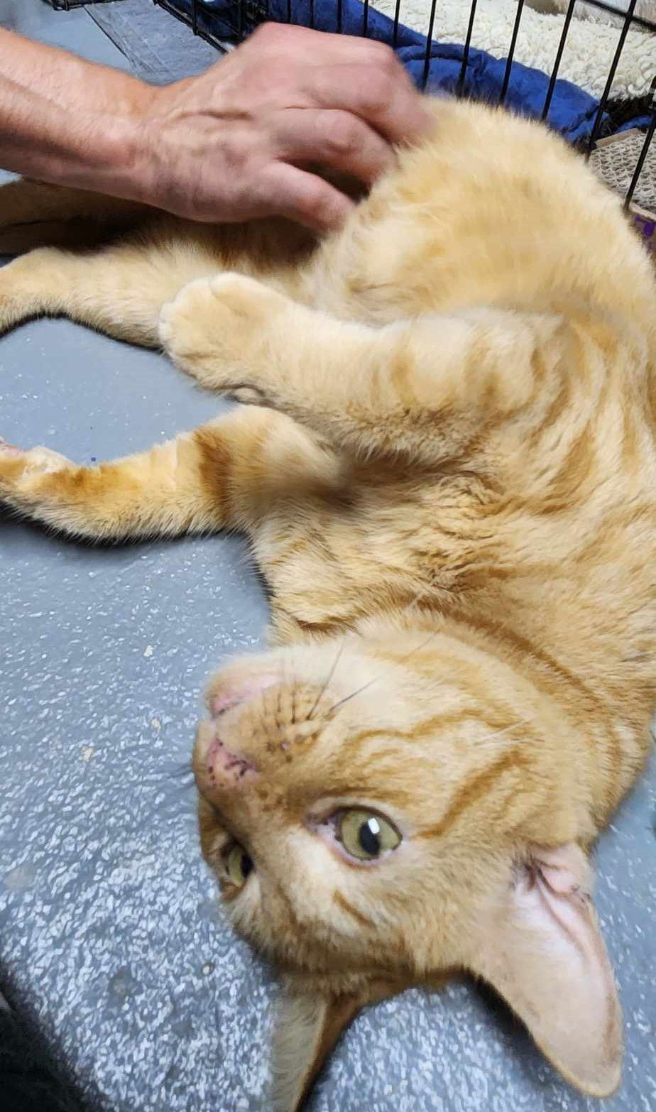 Brody (Foster Cat)