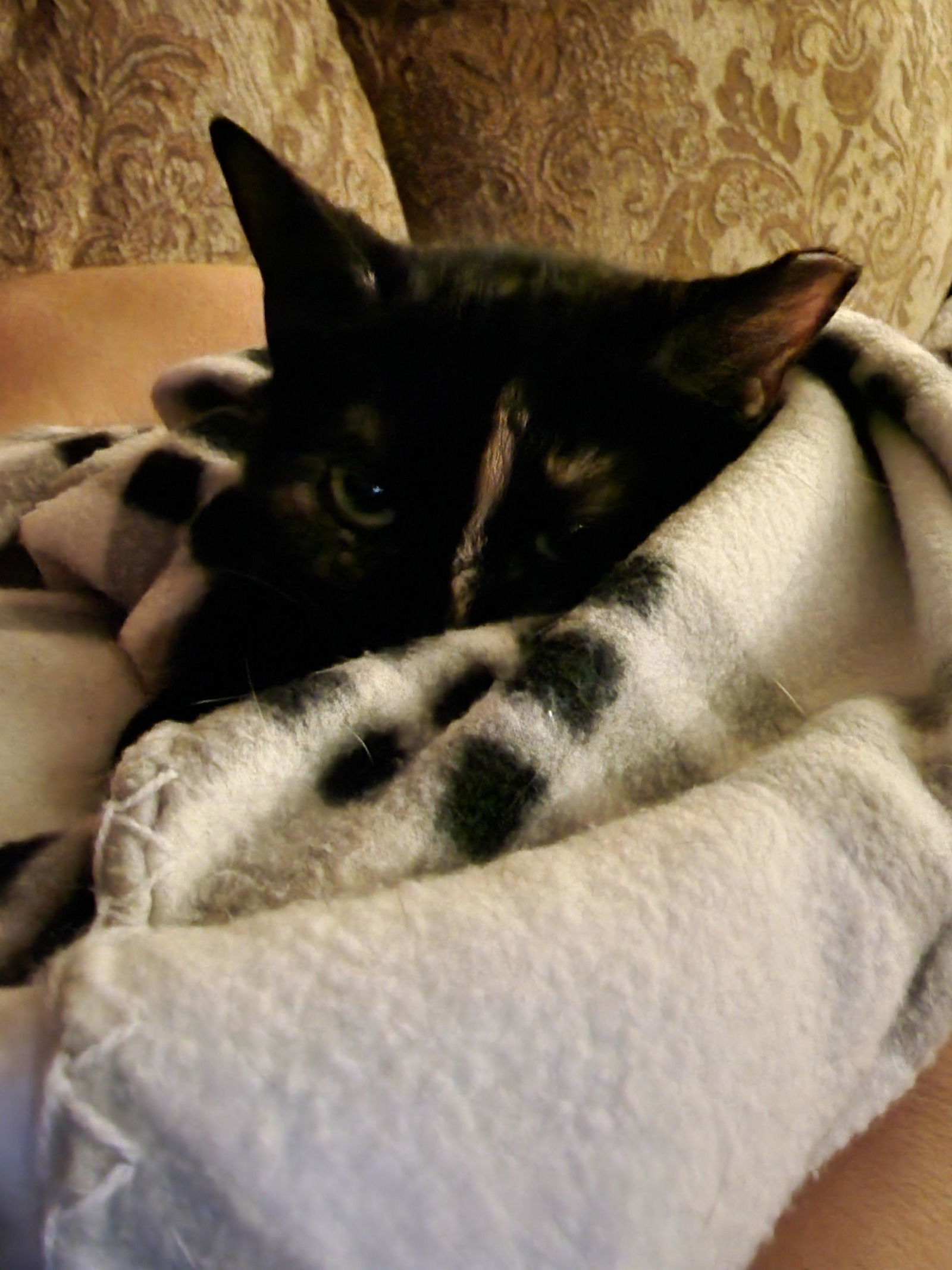 Honeysuckle (Foster Cat)