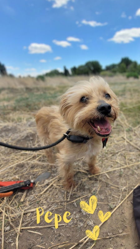Pepe, an adoptable Yorkshire Terrier in Monte Vista, CO, 81144 | Photo Image 1