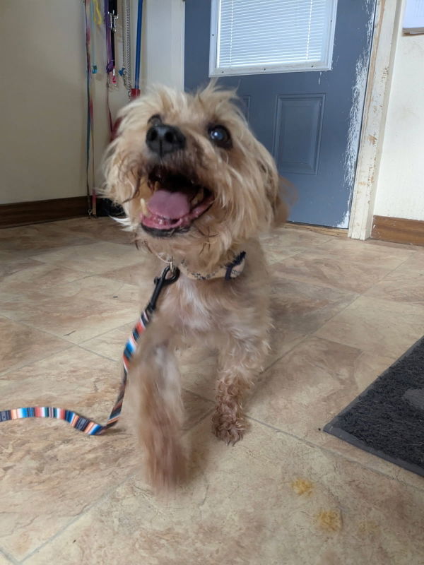 Pepe, an adoptable Yorkshire Terrier in Monte Vista, CO, 81144 | Photo Image 2
