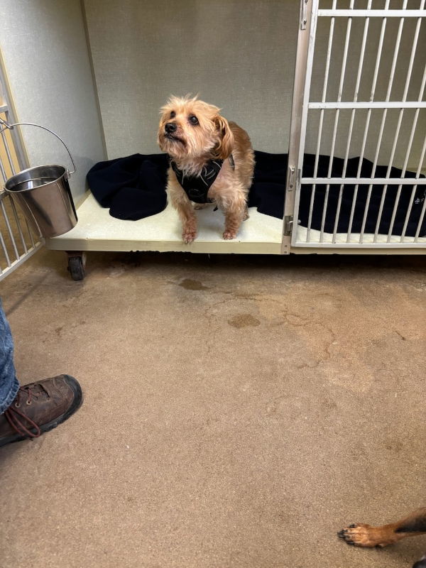 Pepe, an adoptable Yorkshire Terrier in Monte Vista, CO, 81144 | Photo Image 3