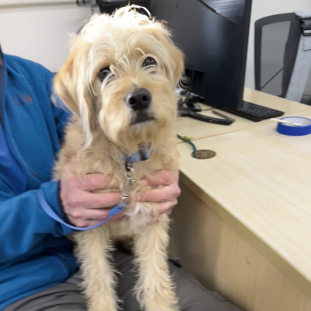 CARLY, an adoptable Cockapoo, Poodle in Point Richmond, CA, 94801 | Photo Image 1