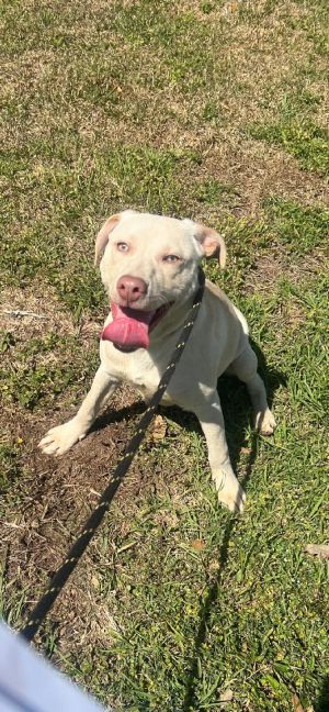 Blue, Young Male Labrador Retriever