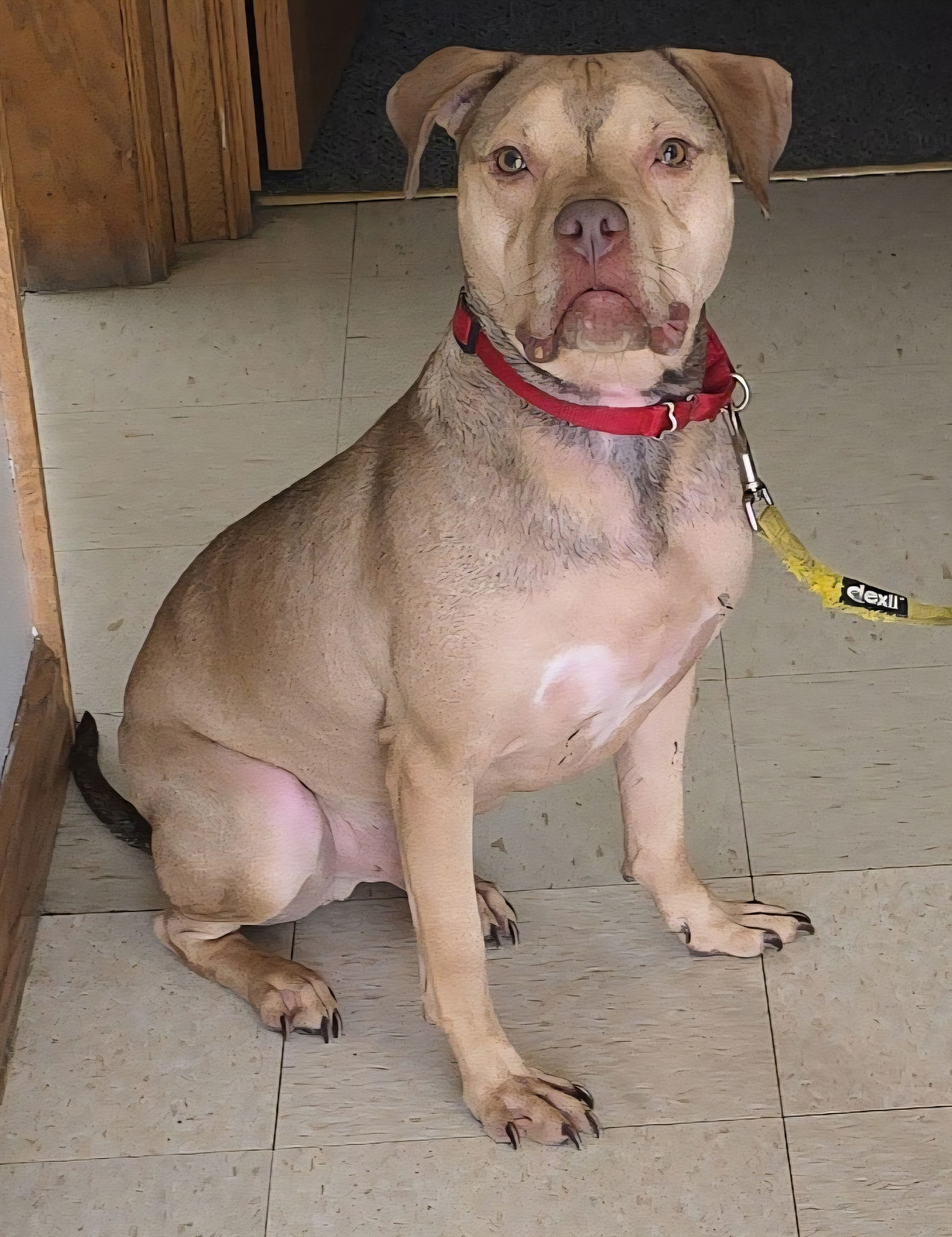 Bento, an adoptable Pit Bull Terrier, Staffordshire Bull Terrier in St. Cloud, MN, 56301 | Photo Image 1
