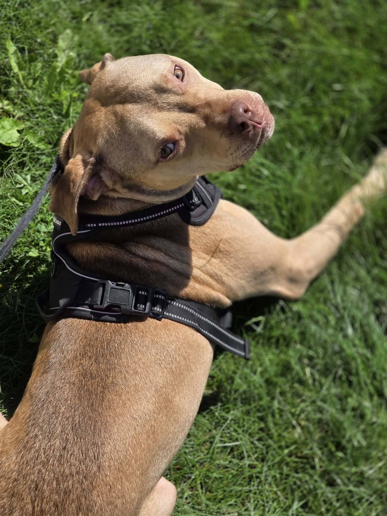 Bento, an adoptable Pit Bull Terrier, Staffordshire Bull Terrier in St. Cloud, MN, 56301 | Photo Image 1