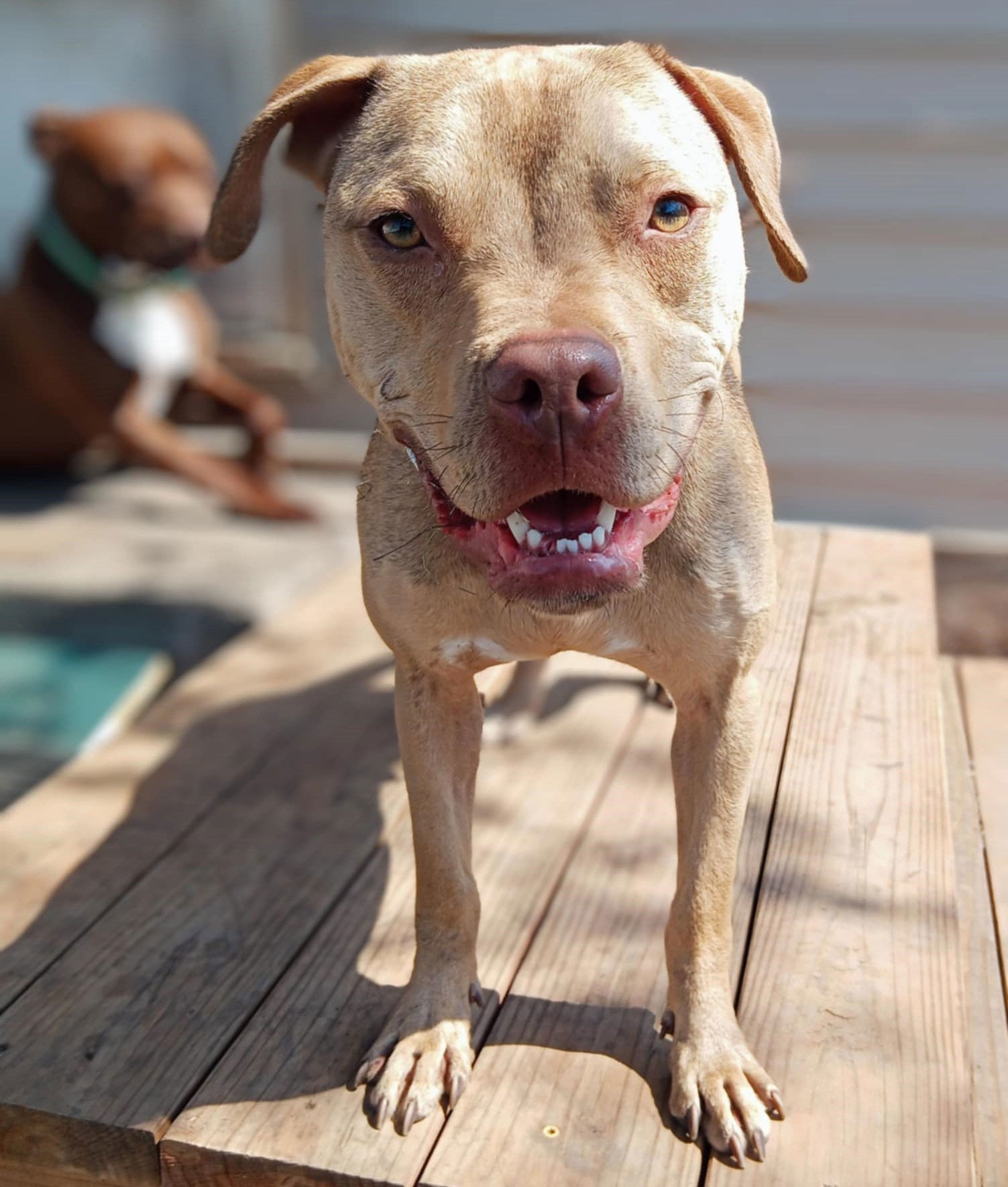 Bento, an adoptable Pit Bull Terrier, Staffordshire Bull Terrier in St. Cloud, MN, 56301 | Photo Image 3