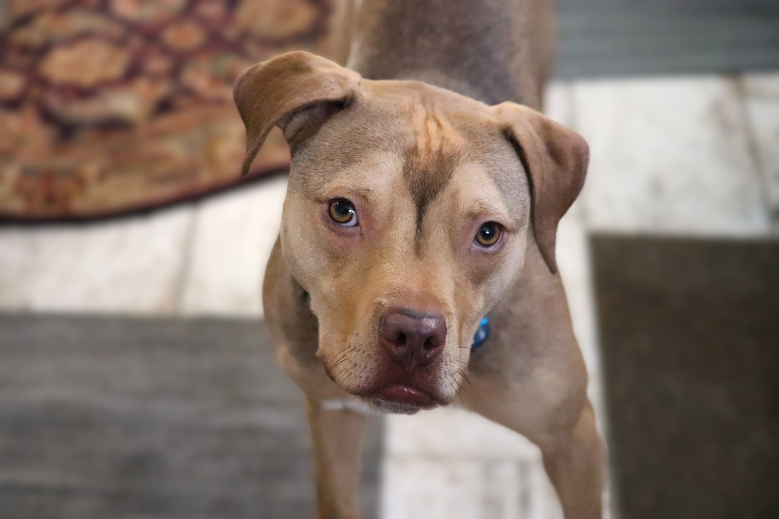 Bento, an adoptable Pit Bull Terrier, Staffordshire Bull Terrier in St. Cloud, MN, 56301 | Photo Image 3