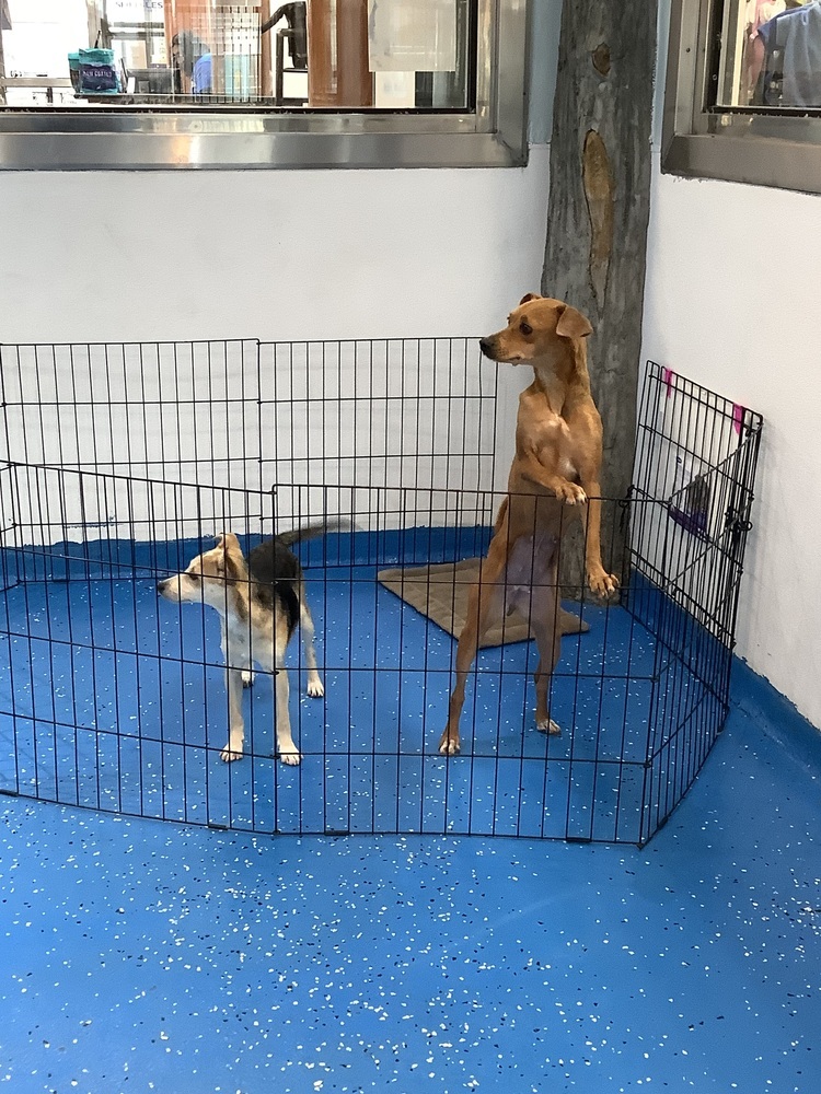 Canela