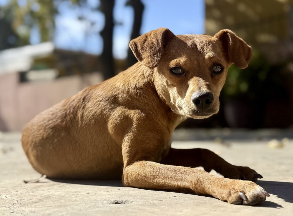 Canela